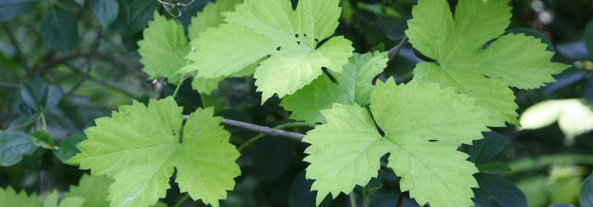 Houblon, humulus lupulus : plantation, culture et utilisation