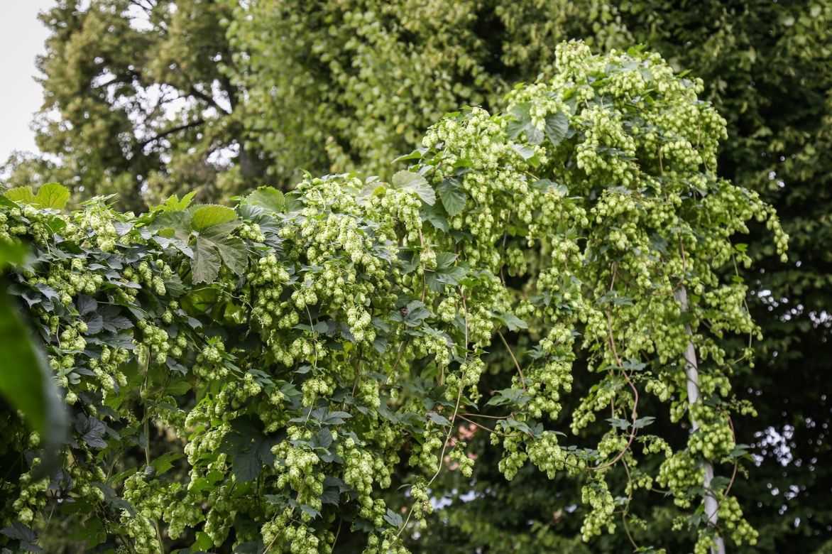 humulus lupulus