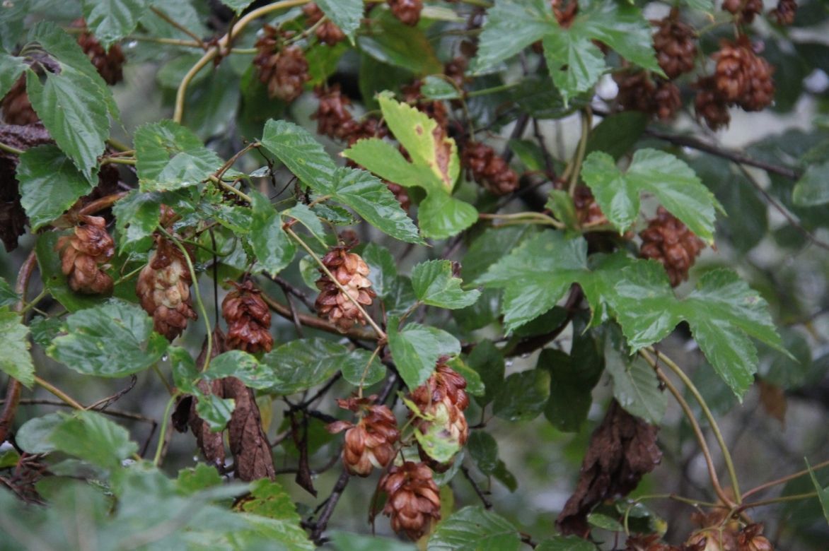 humulus lupulus