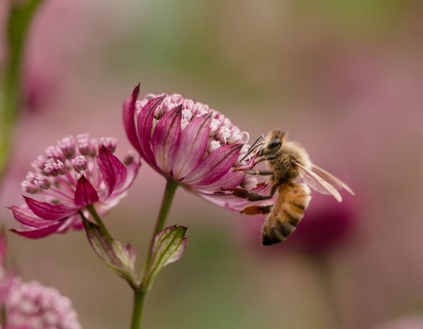 Juin 2019 au jardin