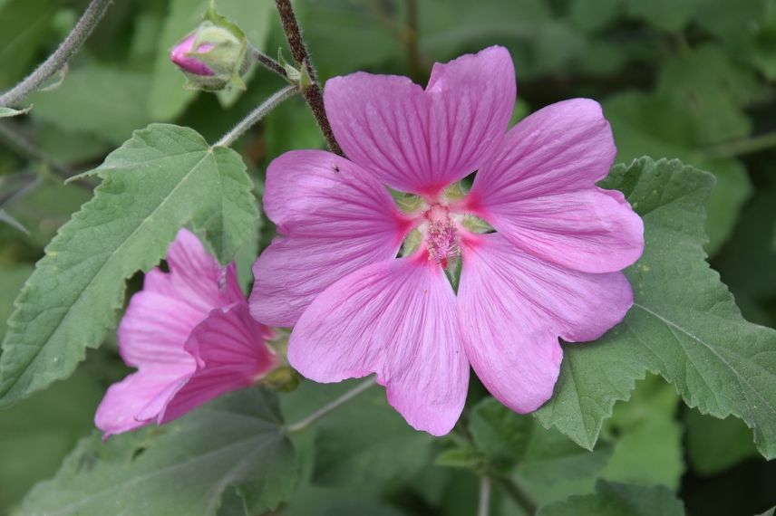 lavatera vivace à effet rapide