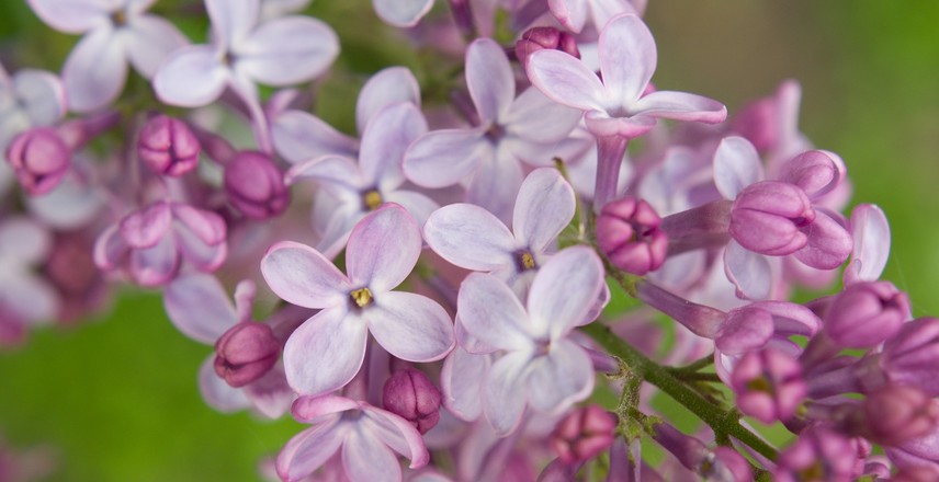 fleurs à couper pour de beaux bouquets