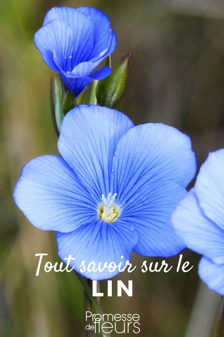 L'orchidée bleue existe-t-elle vraiment ? - Gamm vert