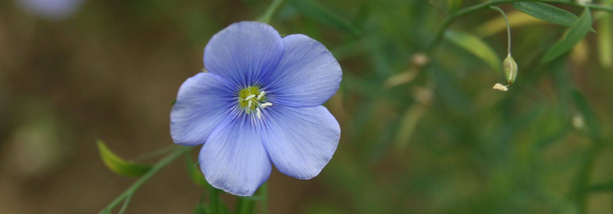 Conseils pour semer le lin au jardin