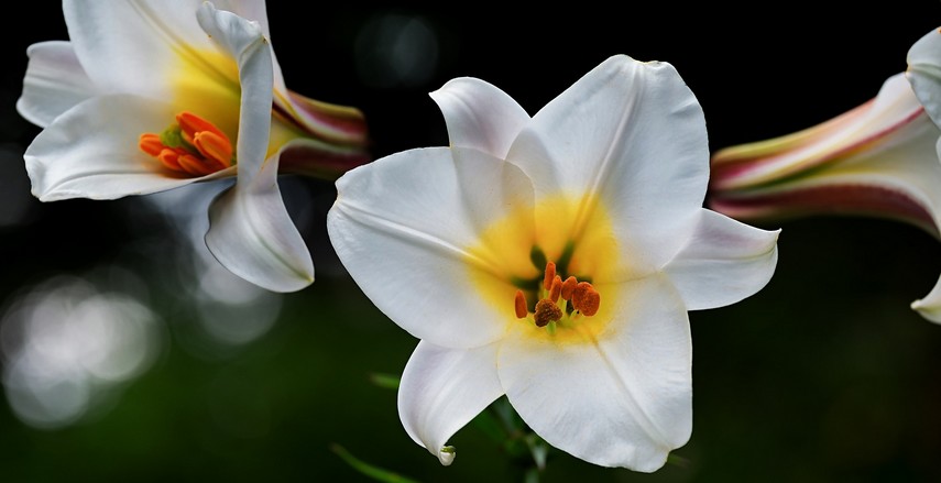 fleurs à couper pour de beaux bouquets