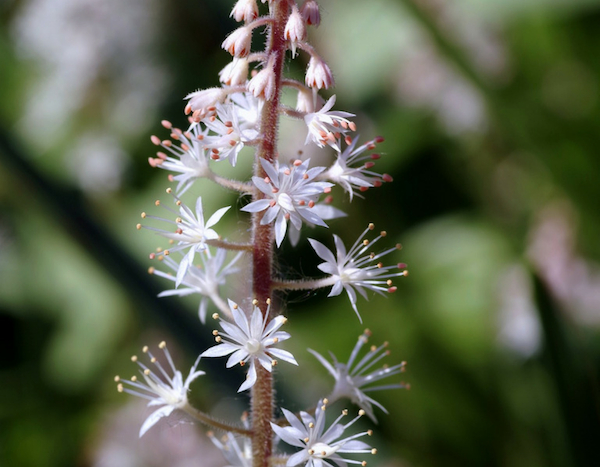 Mai 2019 au jardin