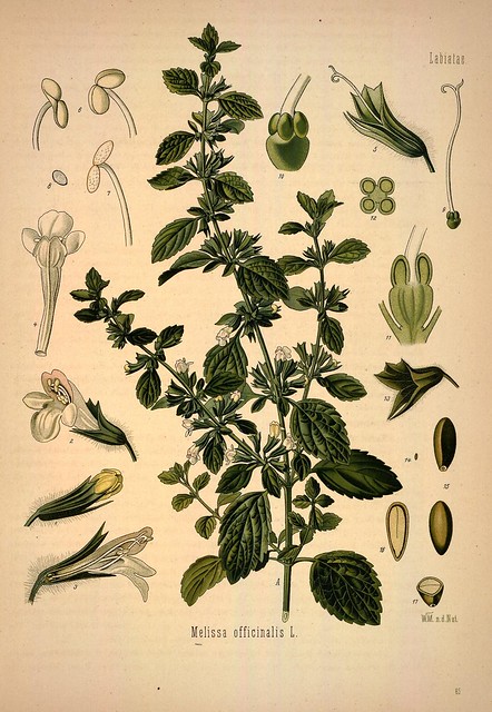 mélisse officinale ou mélisse citronnelle