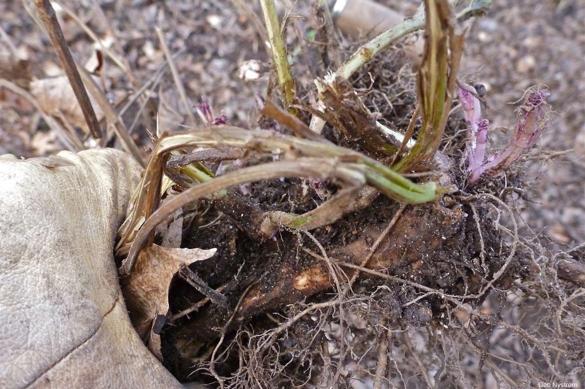 Mélisse officinale : plantation, entretien, soin