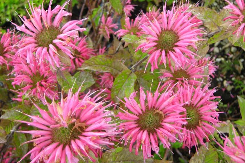 monarde vivace à effet rapide