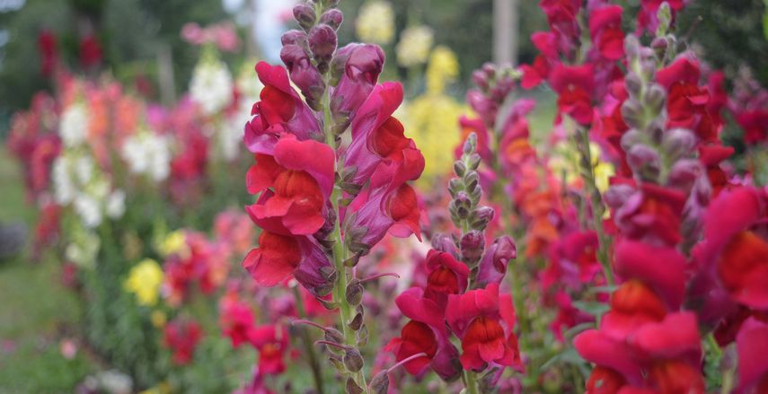 fleurs à couper pour de beaux bouquets