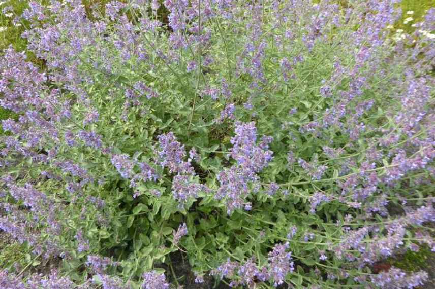 nepeta vivace à effet rapide