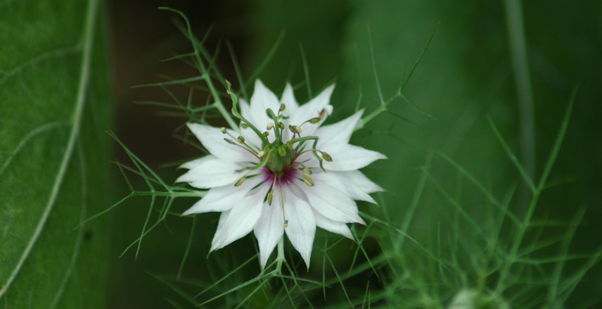 fleurs à couper pour de beaux bouquets