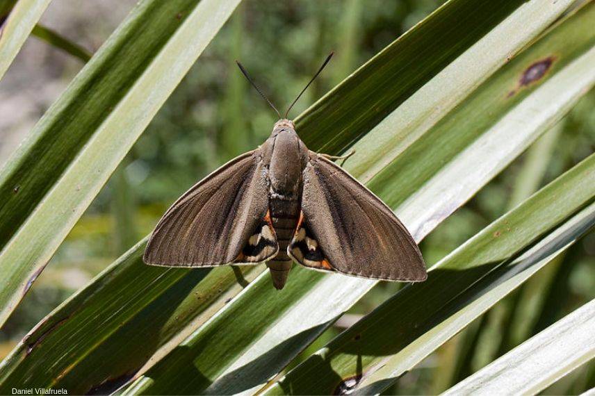 bombyx du palmier