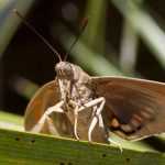 Le papillon du palmier, Paysandisia archon : lutte, traitement