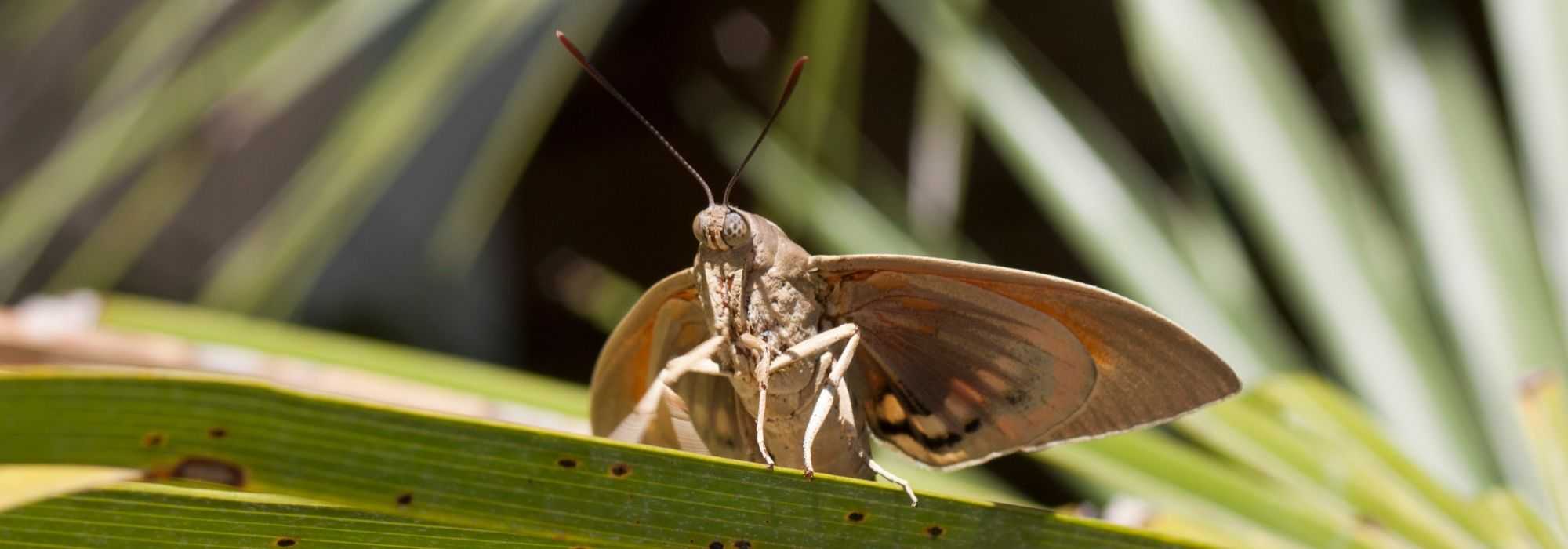 Le papillon du palmier, Paysandisia archon : lutte, traitement