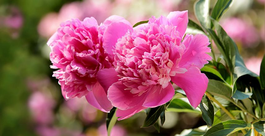 fleurs à couper pour de beaux bouquets