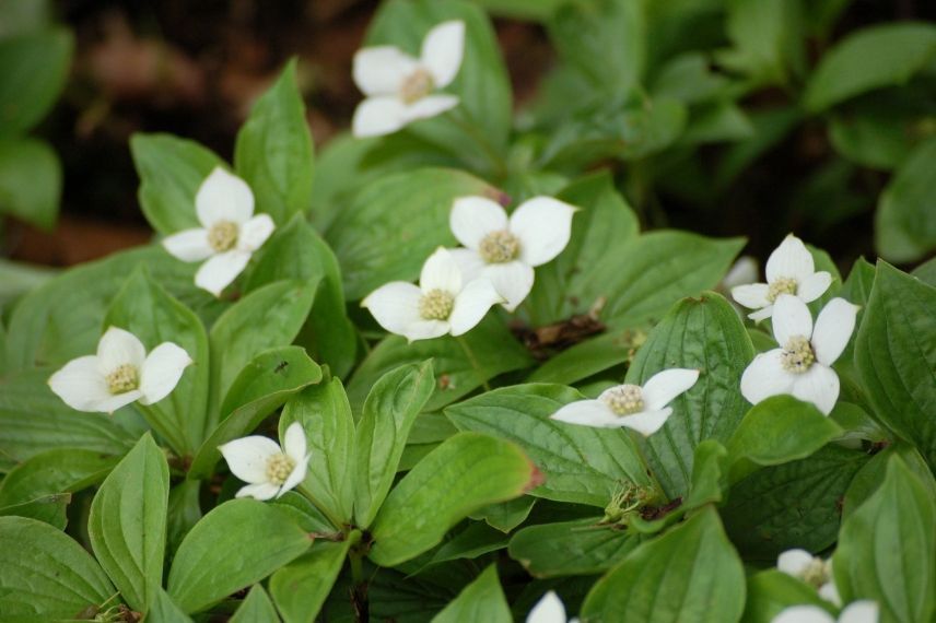 plante pour terre acide