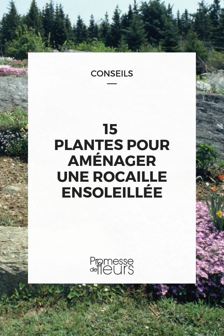 15 plantes pour rocaille ensoleillée - Notre sélection