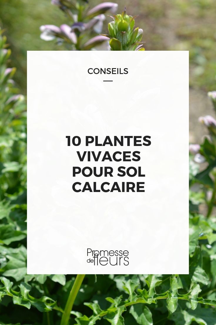 vivaces pour terre calcaire