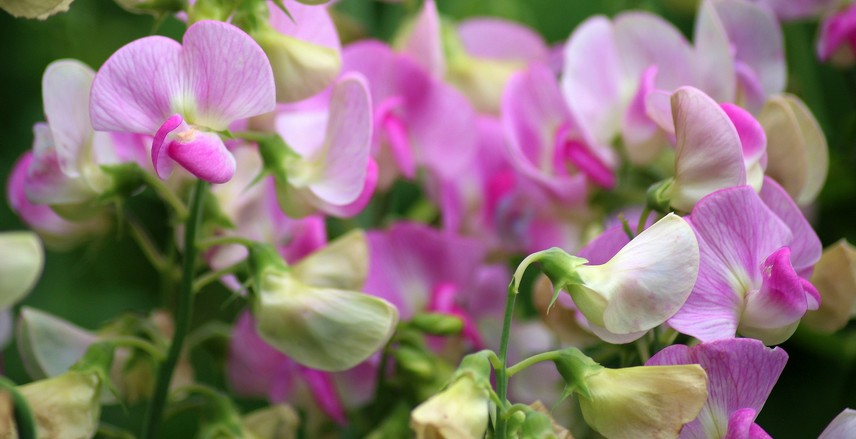 fleurs à couper pour de beaux bouquets