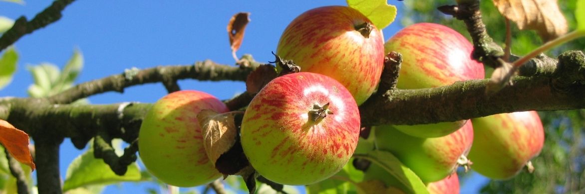 Pommier : planter, tailler et entretenir