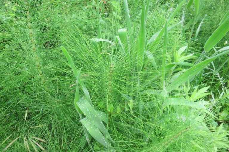 Comment se débarrasser de la prêle au jardin - Conseils et astuces