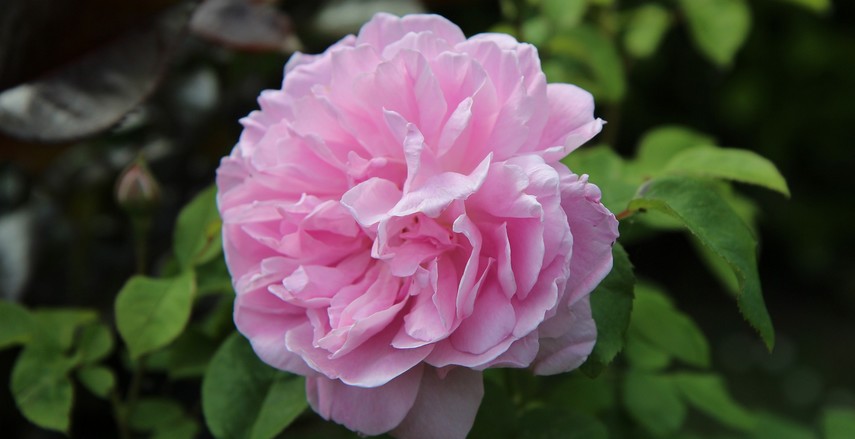 fleurs à couper pour de beaux bouquets