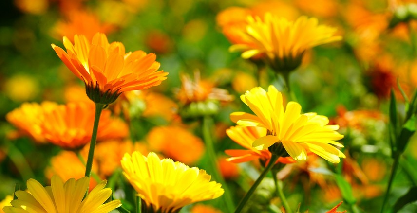 fleurs à couper pour de beaux bouquets