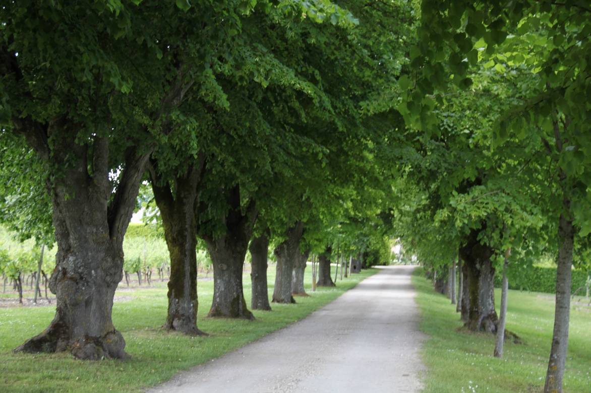 tilia arbre