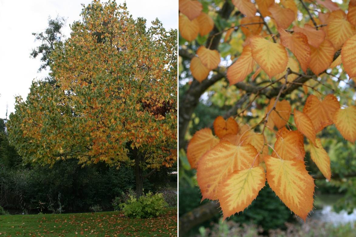 tilia arbre