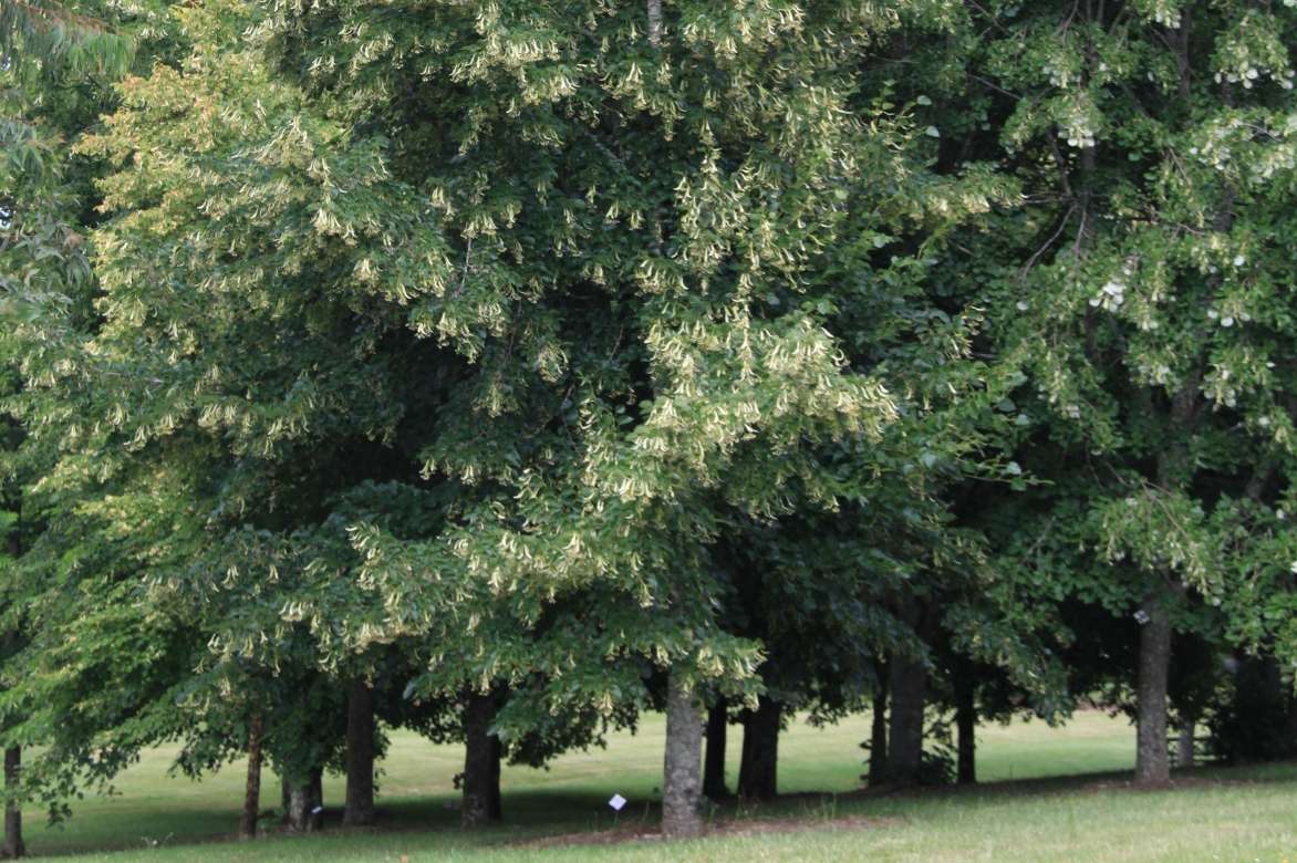 Tilleul argenté - Un arbre pour mon quartier