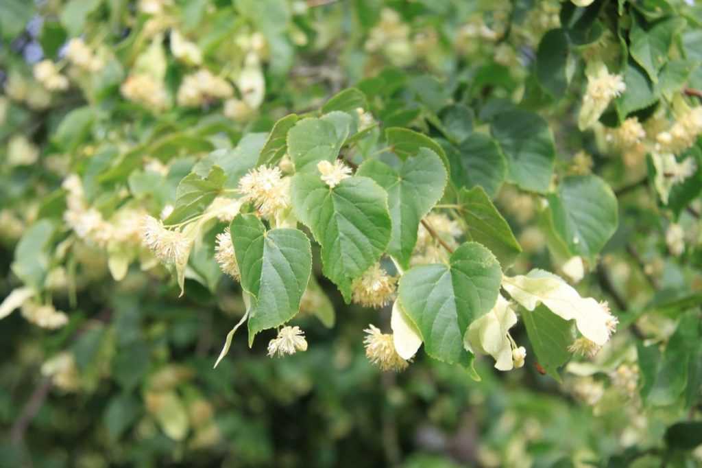 Tilleul, Tilia : nos conseils pour planter, cultiver et tailler cet arbre