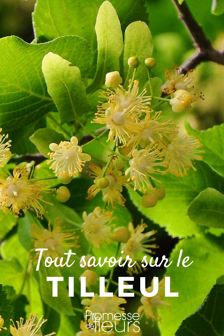 tilia tout savoir