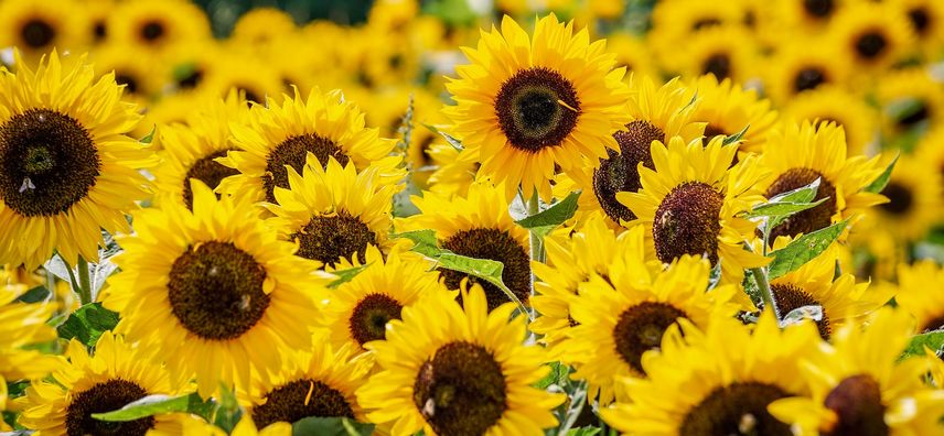 fleurs à couper pour de beaux bouquets