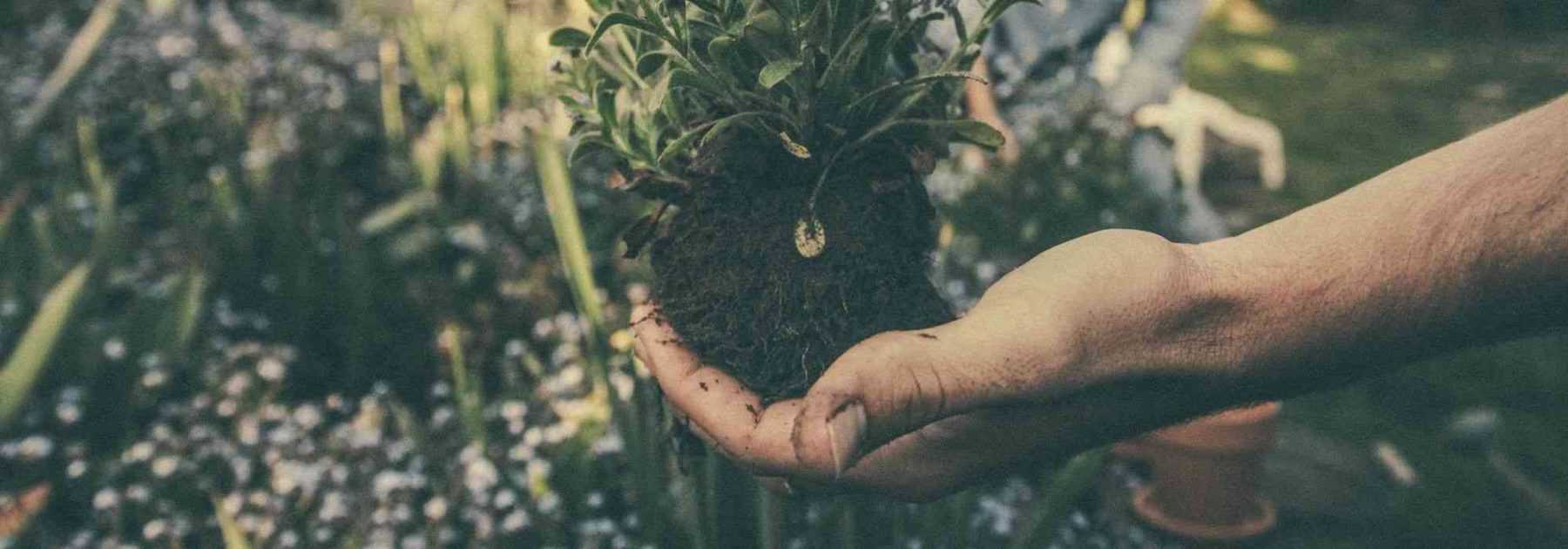 5 trucs pour réussir le transfert de vos plantes de l'extérieur à l' intérieur