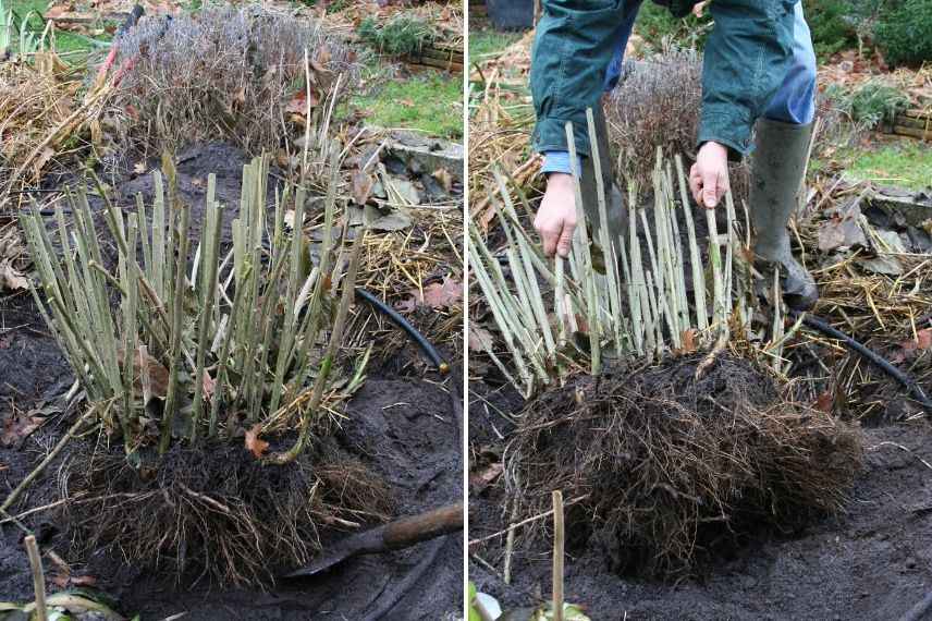 transplantation d'un arbuste