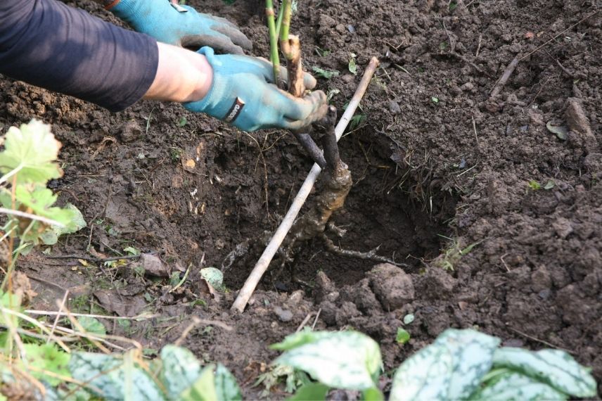 transplanter un rosier