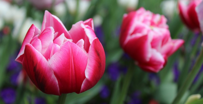 fleurs à couper pour de beaux bouquets