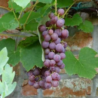 Pack 2 Plants De Vigne - Raisin Violet 'Vanessa' Et Blanc 'Himrod' Sans Pépins - 40-50 Cm En Pot 15 Cm