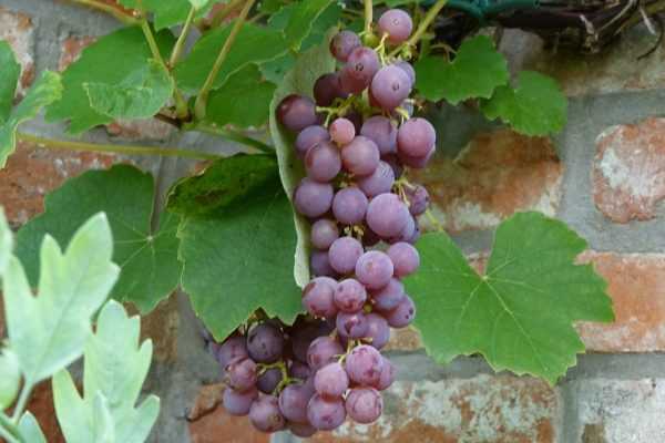 La Vigne fragola Nera, des raisins à la saveur de fraise des bois