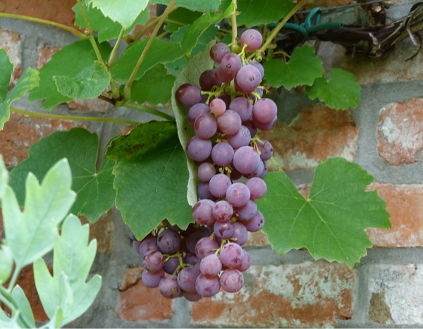 La Vigne fragola Nera, des raisins à la saveur de fraise des bois