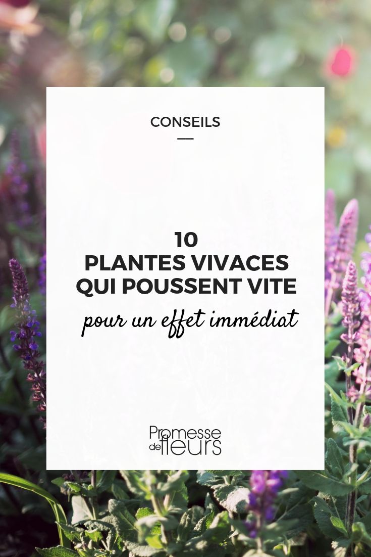 10 adresses où acheter des plantes et des fleurs à Québec