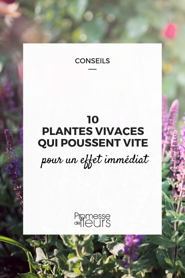 10 plantes vivaces qui poussent vite pour un effet immédiat