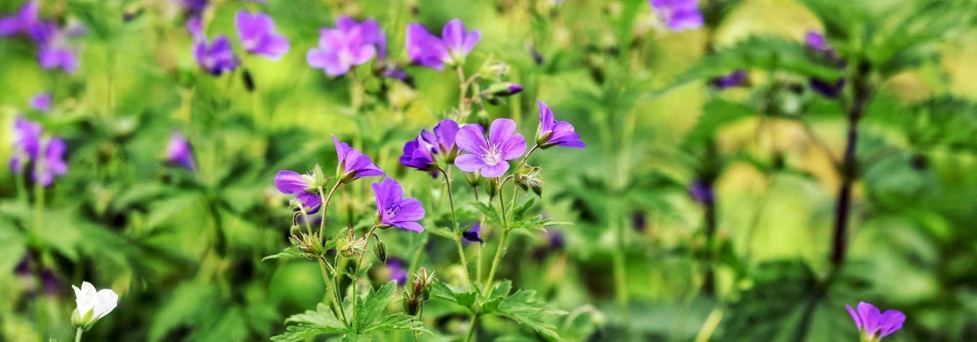 Comment faire pousser les fleurs plus vite ? Astuces 100 % naturelles  testées et approuvées !