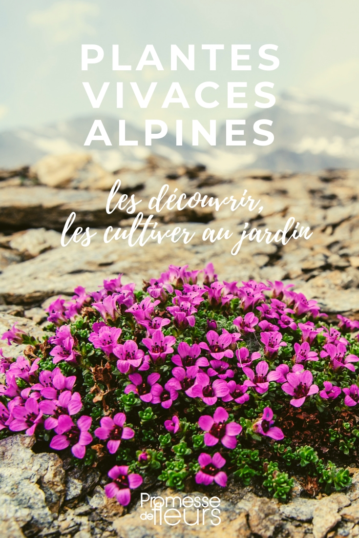 plantes vivaces alpines