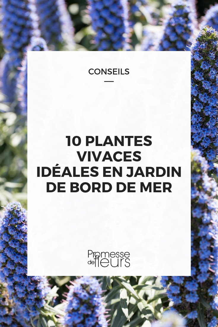 10 plantes vivaces idéales en jardin de bord de mer