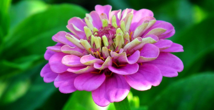 fleurs à couper pour de beaux bouquets