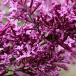 12 arbustes parfumés pour un jardin odorant toute l'année