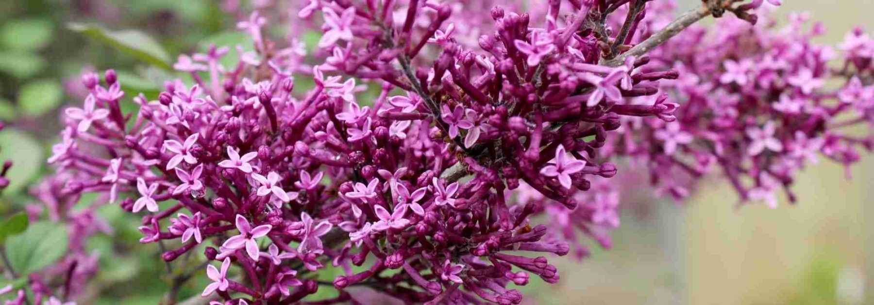 12 arbustes parfumés pour un jardin odorant toute l'année