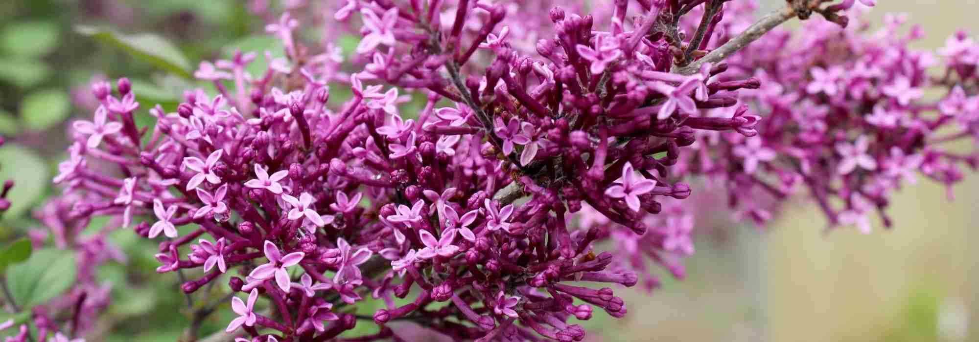 12 arbustes parfumés pour un jardin odorant toute l'année